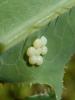 Hecatera dysodea